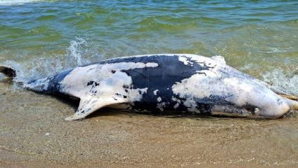 Peste 100.000 de delfini ar fi murit în Marea Neagră de la începutul invaziei ruse în Ucraina. Cercetător ucrainean: „Situația este îngrozitoare”